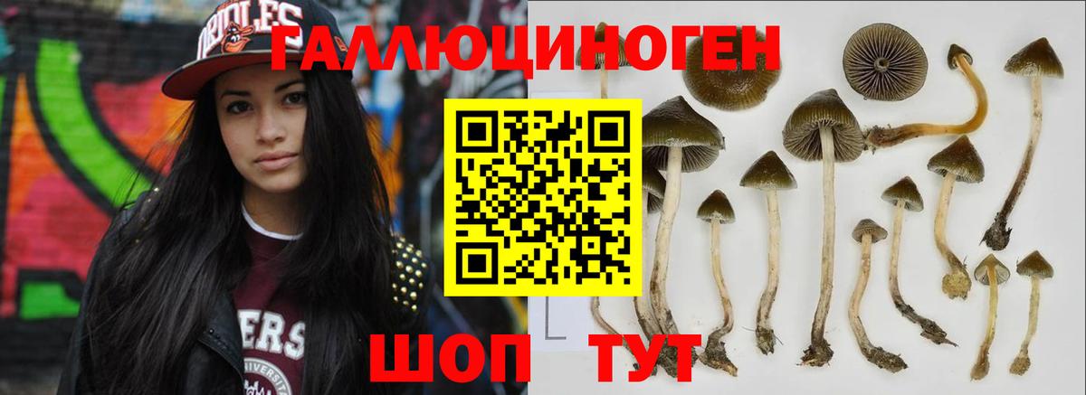Галлюциногенные грибы Psilocybine cubensis Приморско-Ахтарск